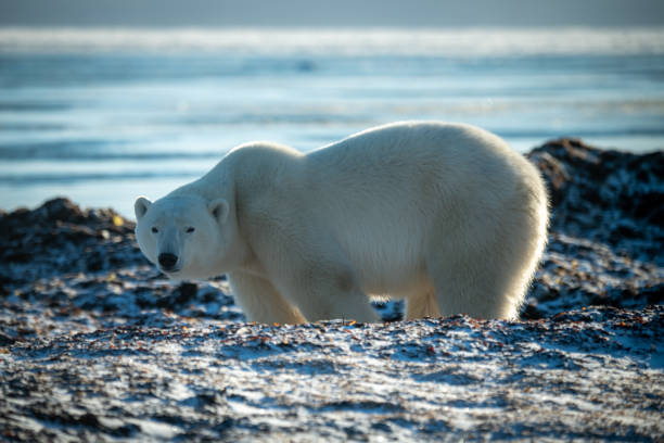 Polar bear's maternity ward on Which Island: A stunning natural habitat