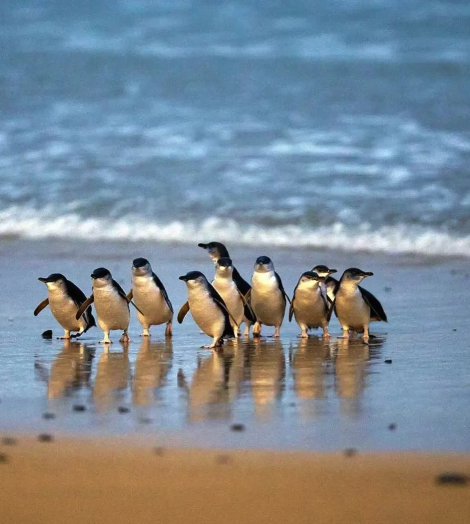 penguin parade tour