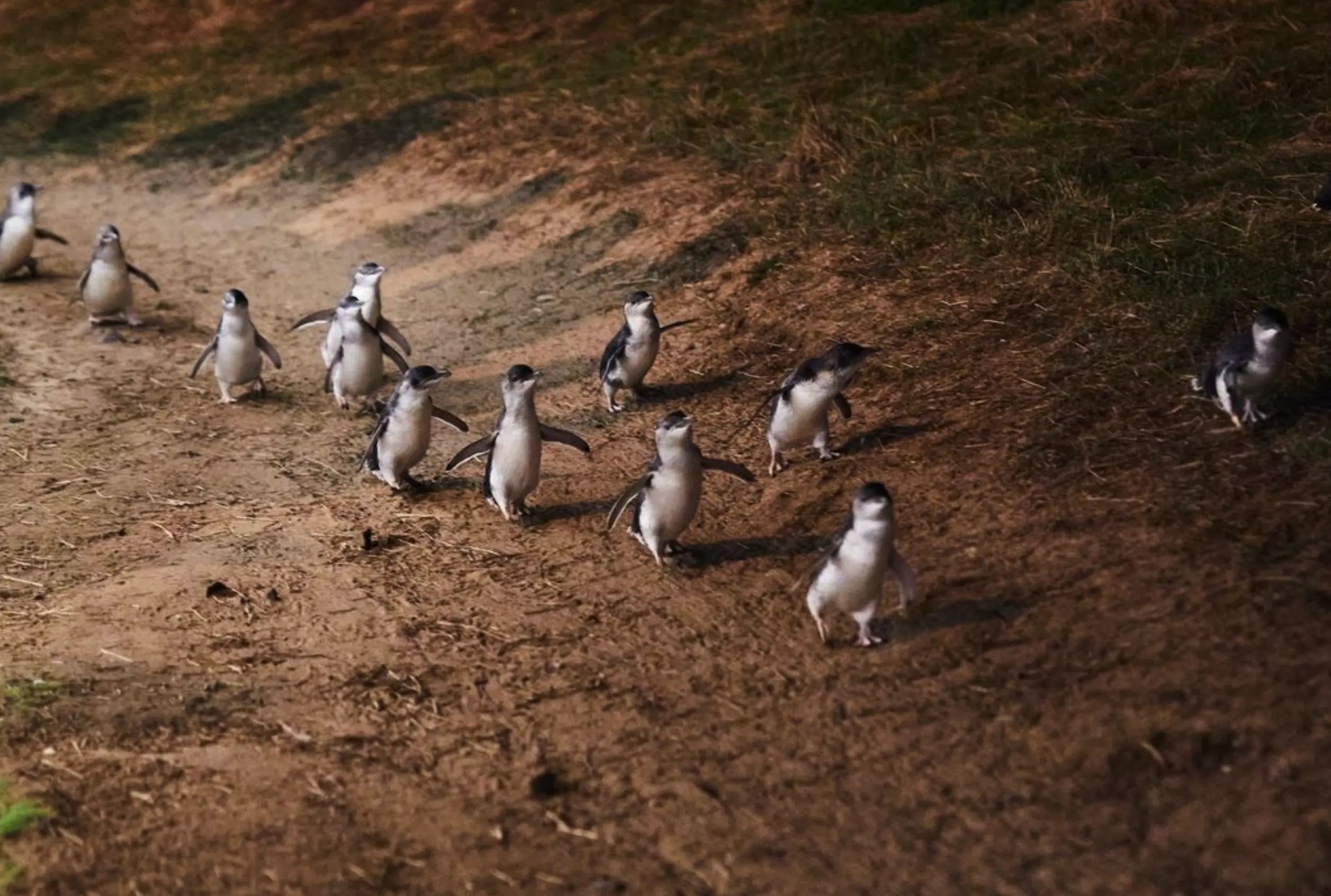 penguin parade tour